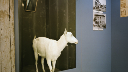 Eine Ziege schaut aus einem Stall eines Bergarbeiterhauses in der Ausstellung.